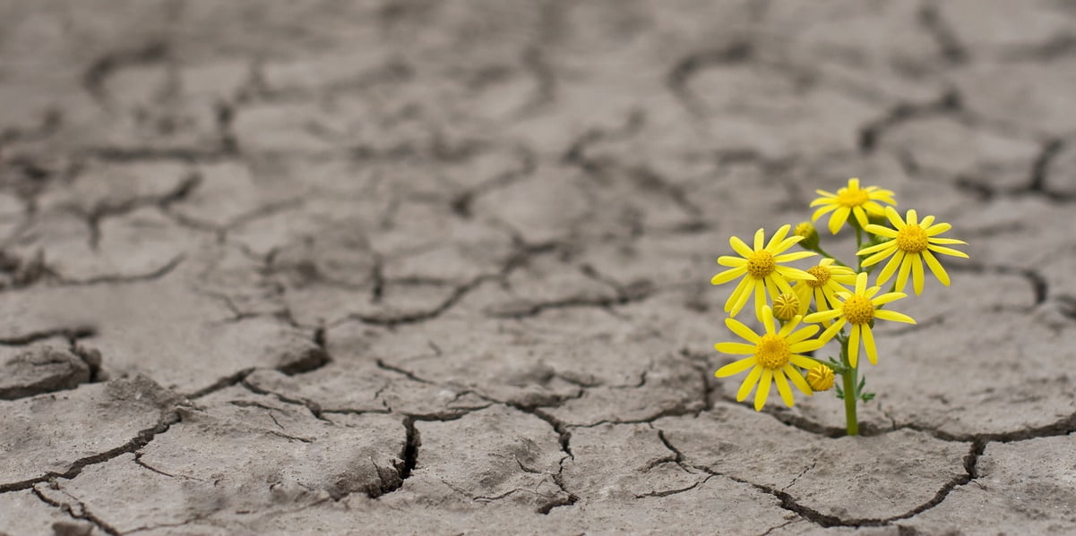 resilience culture